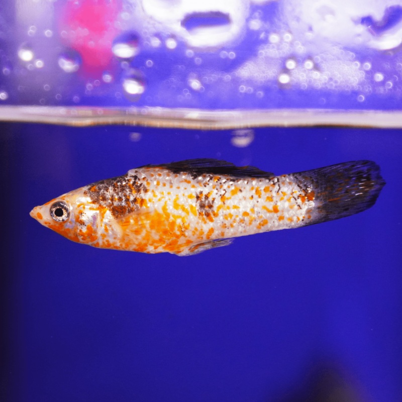Saltwater Molly
