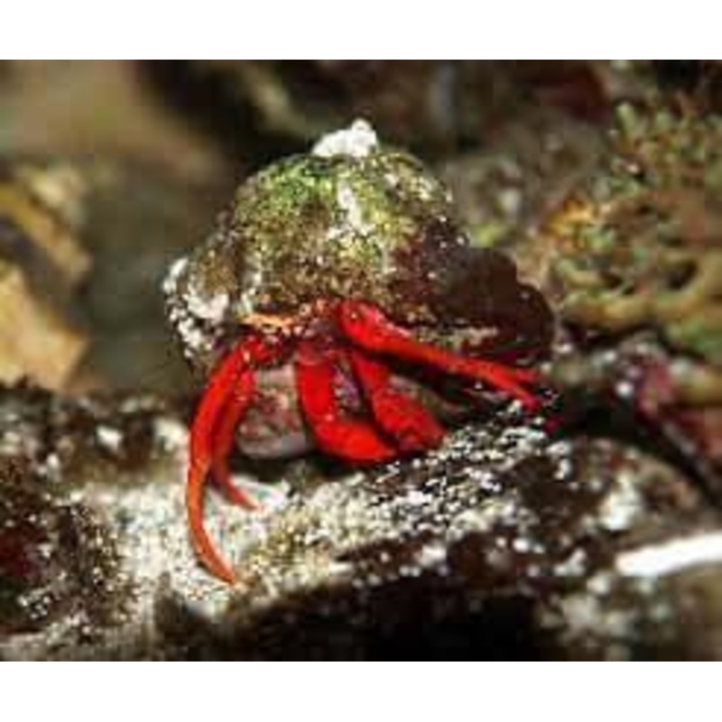 Scarlet Hermit Crab