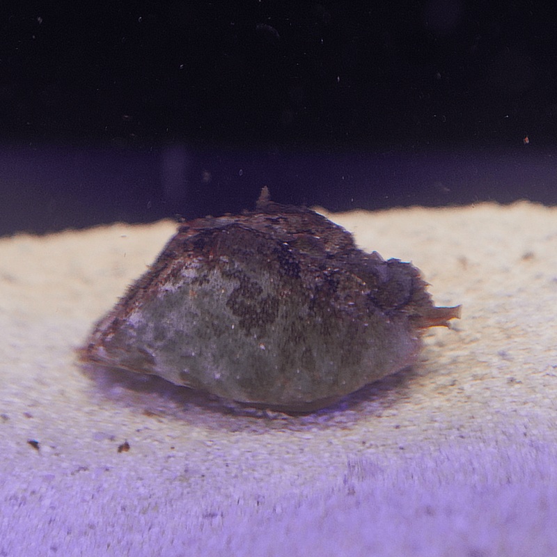 Sea Hare