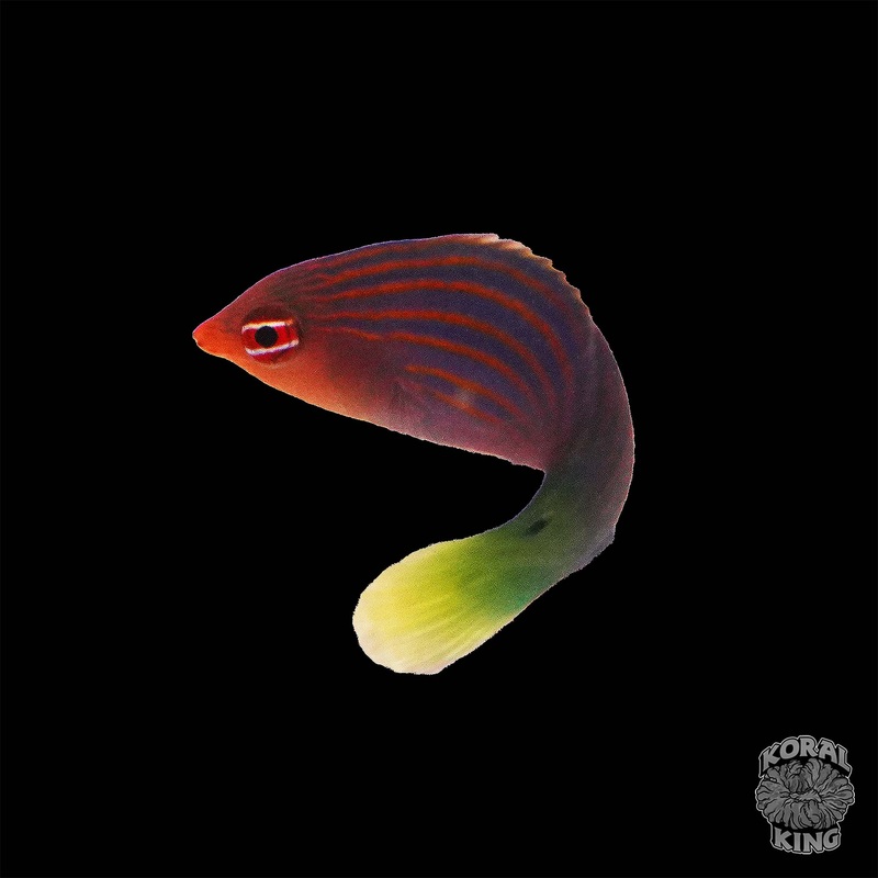 Six Line Wrasse