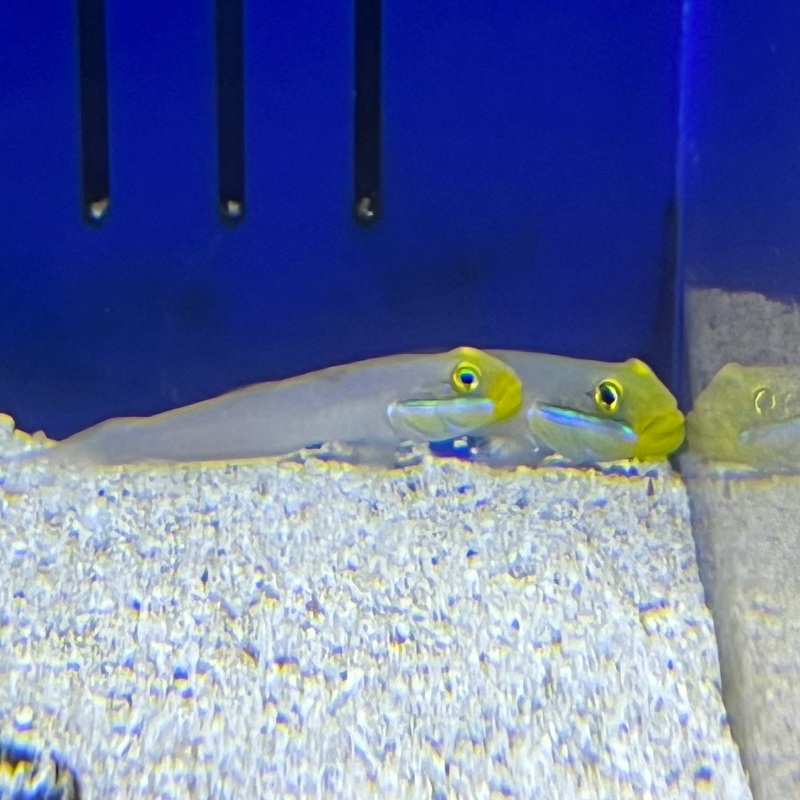 Sleeper Golden Head Goby
