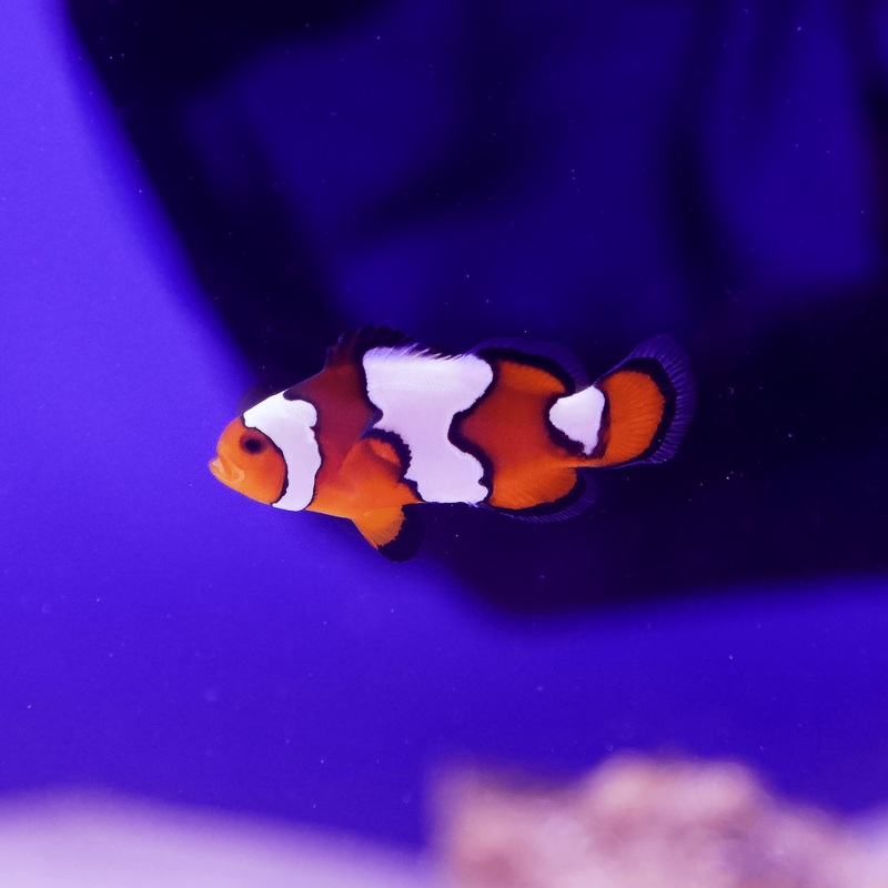 Snow Onyx Clownfish
