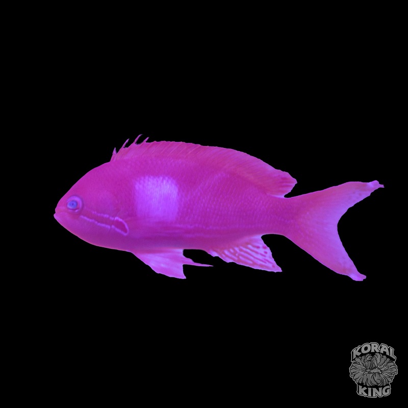 Squareback Anthias