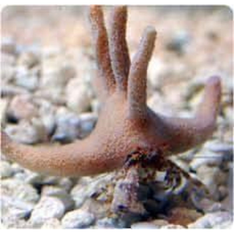 Staghorn Crab