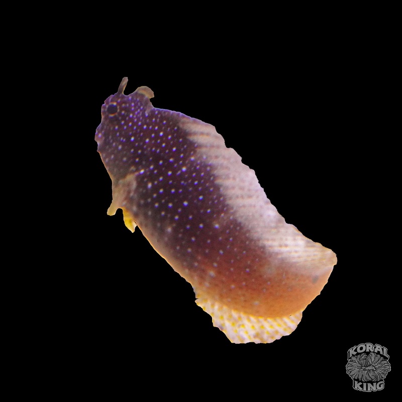 Starry Blenny