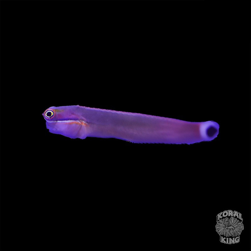 Tailspot Blenny