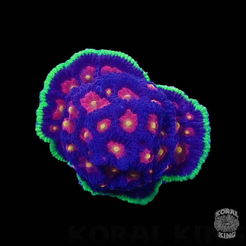TG Helios Favia