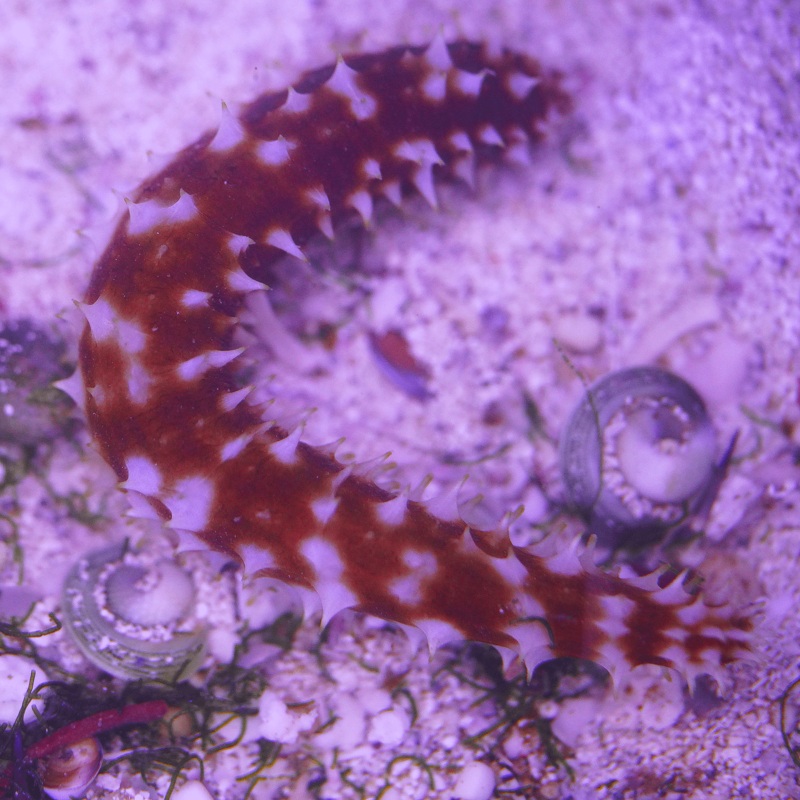 Tiger Tail Cucumber