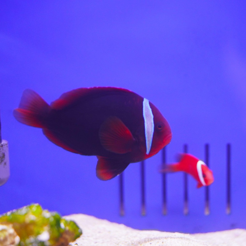 Tomato Clown Pair