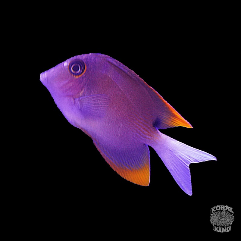 Tomini Bristletooth Tang
