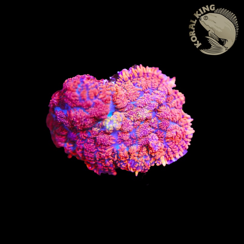 Ultra Orange Rhodactis Mushroom