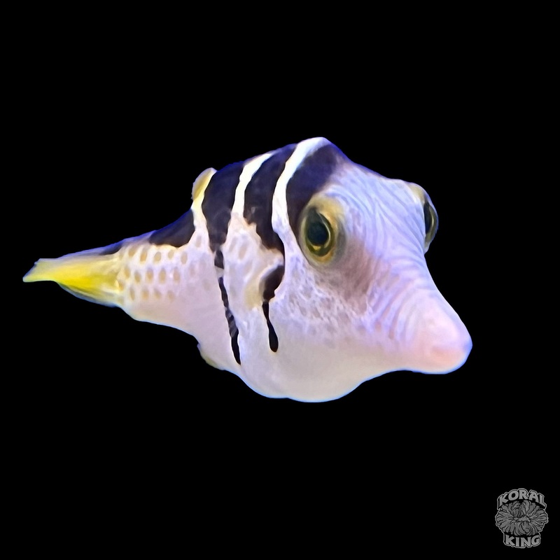 Valentini Puffer