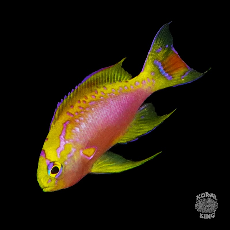 Ventralis Anthias (Male)