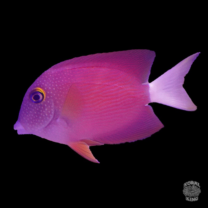 Whitetail Bristletooth Tang