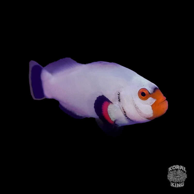 Wyoming White Clownfish