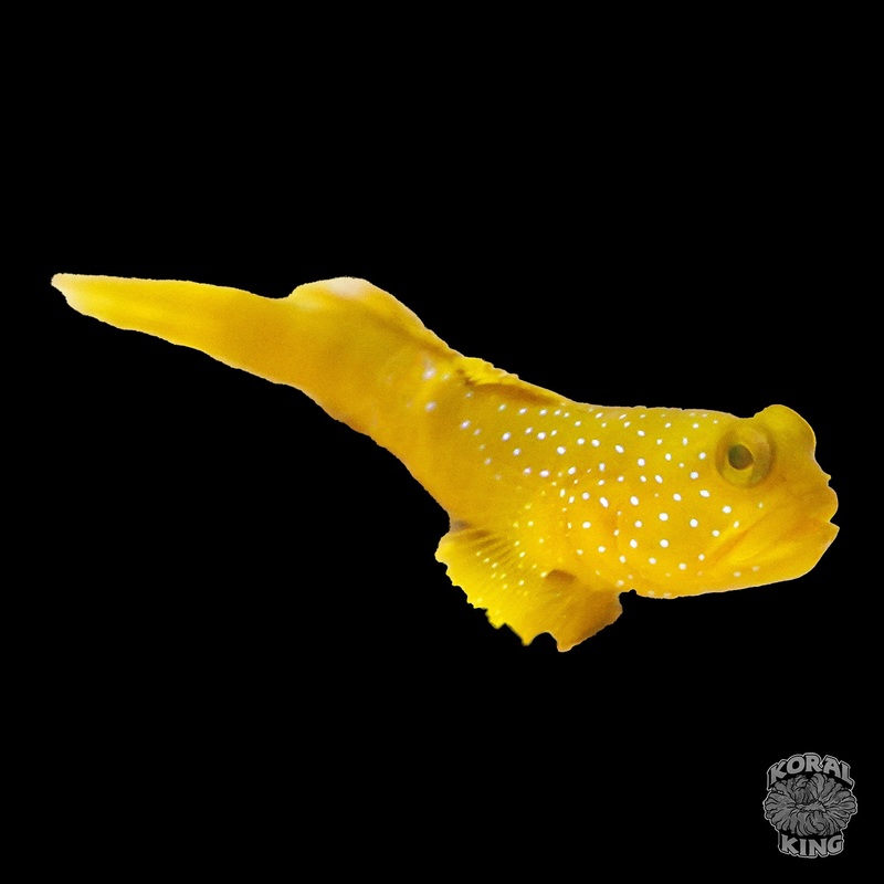 Yellow Watchman Goby