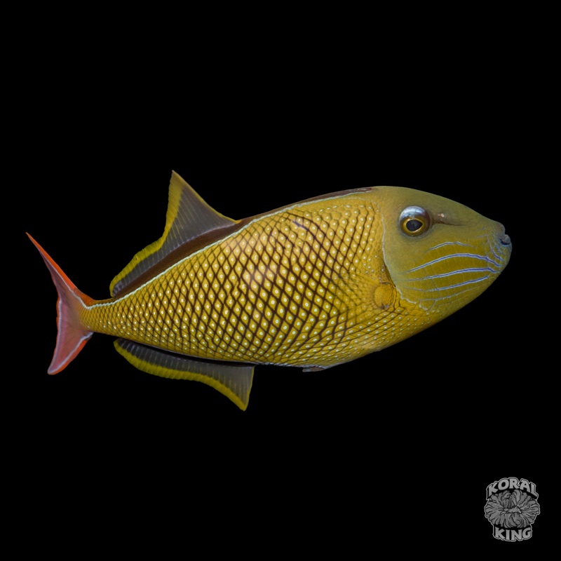 Crosshatch Triggerfish Male
