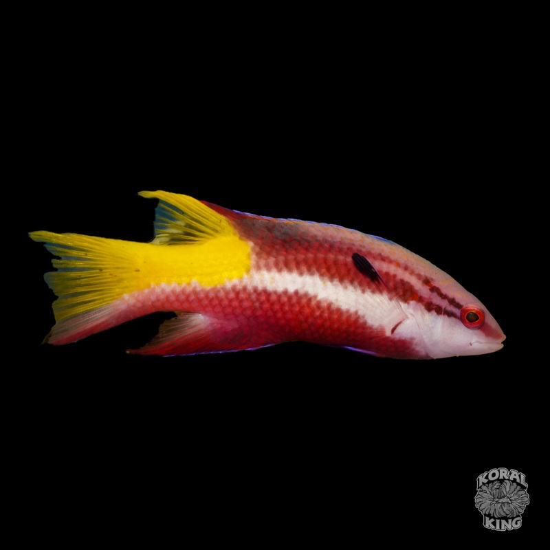 Cuban Hogfish