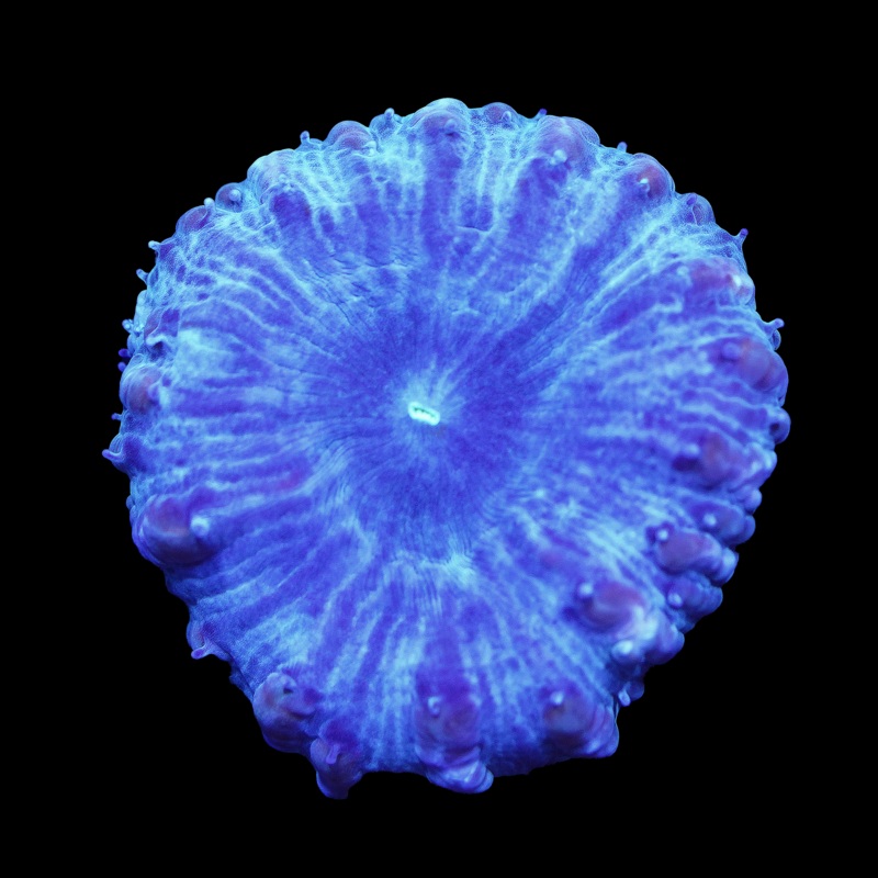 Cyan Blasto