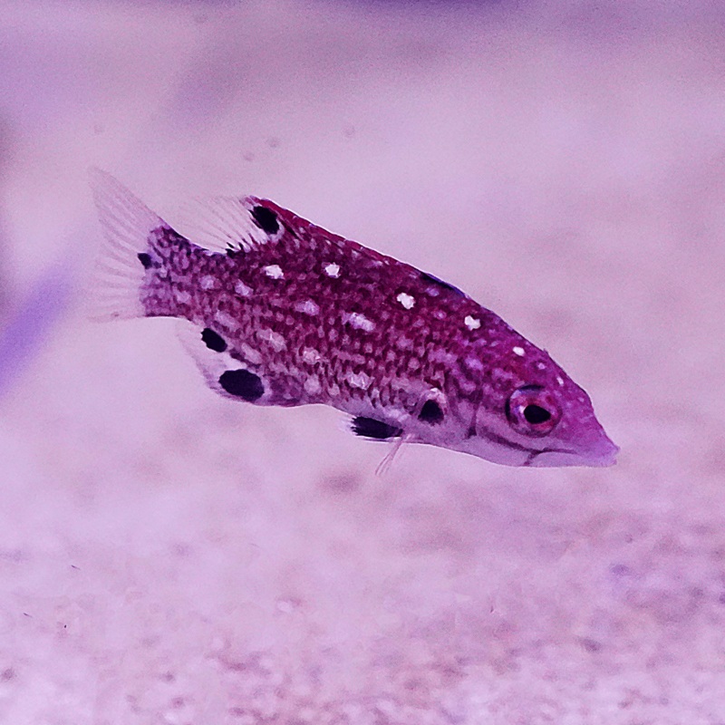 Dianas Hogfish