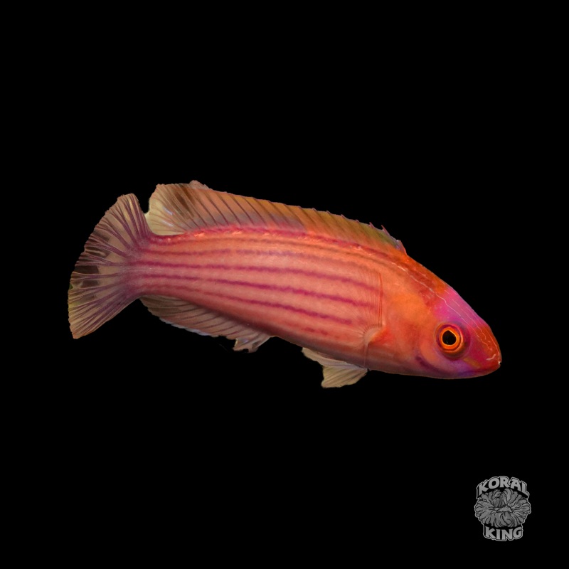 Earles Fairy Wrasse