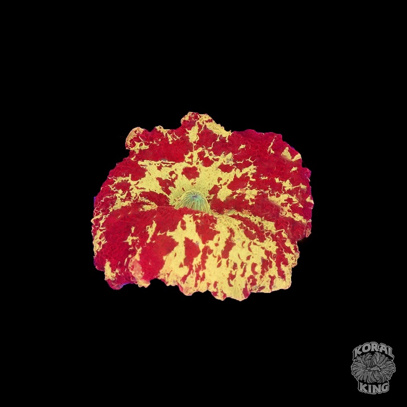 Eclectus Mushroom