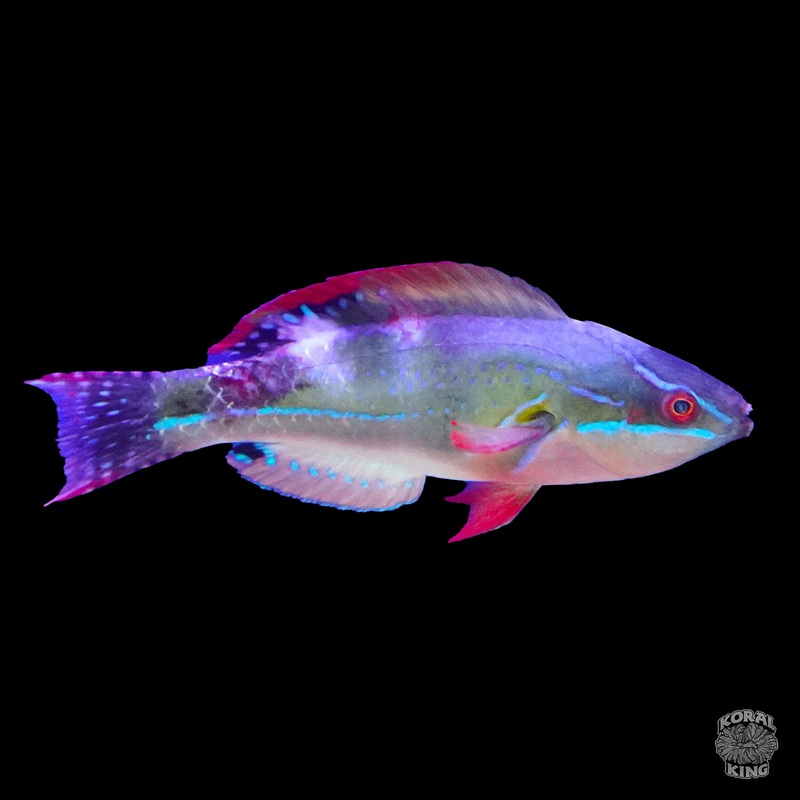 Exquisite Wrasse