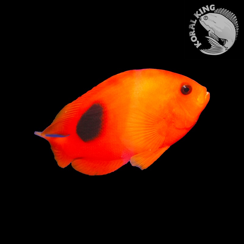 Fire Clownfish