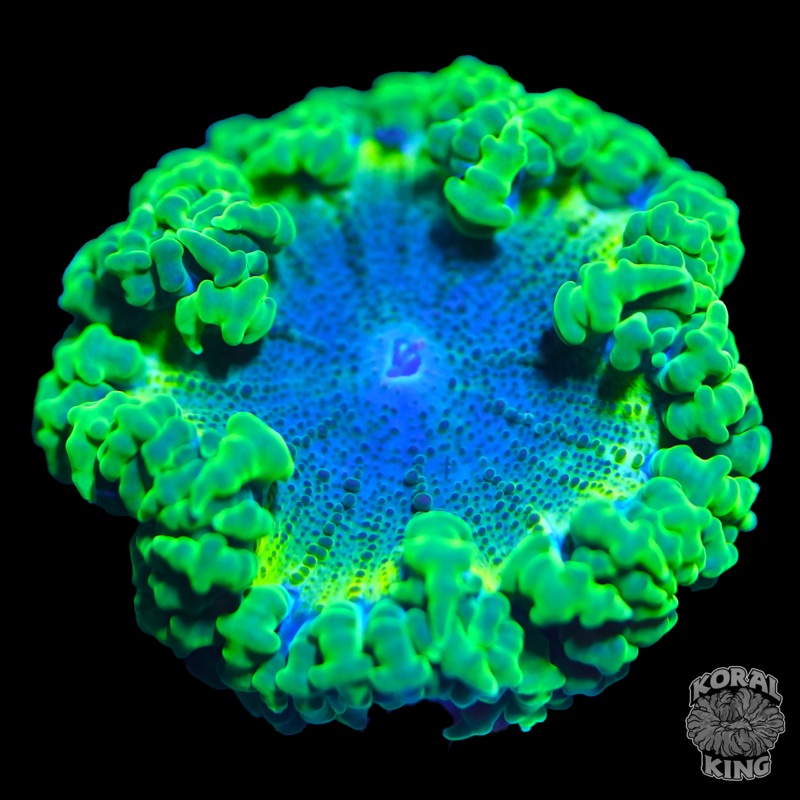 Green Lantern Rock Flower