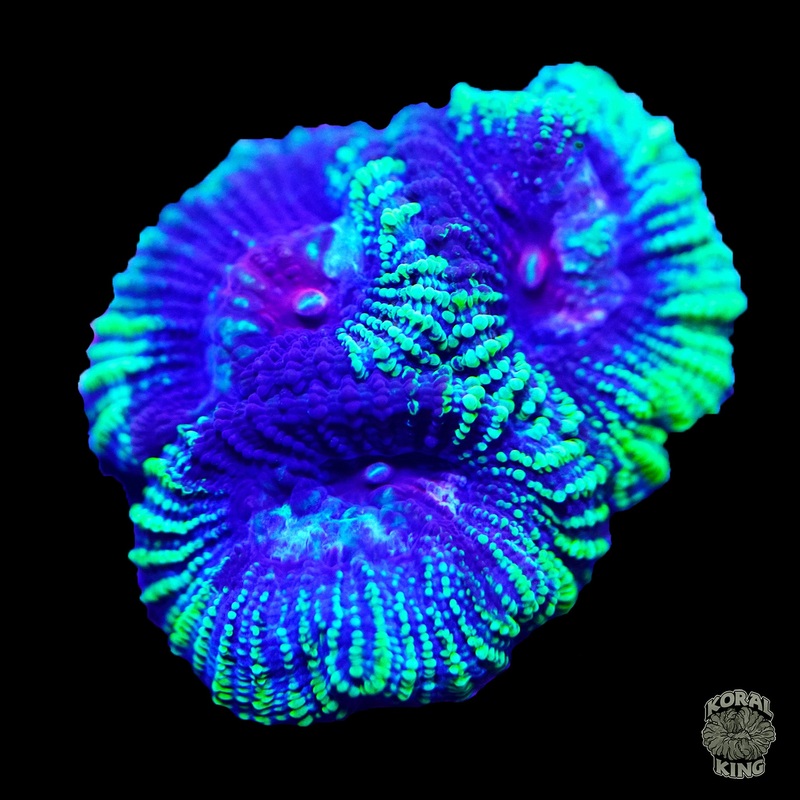Green Pox Favia
