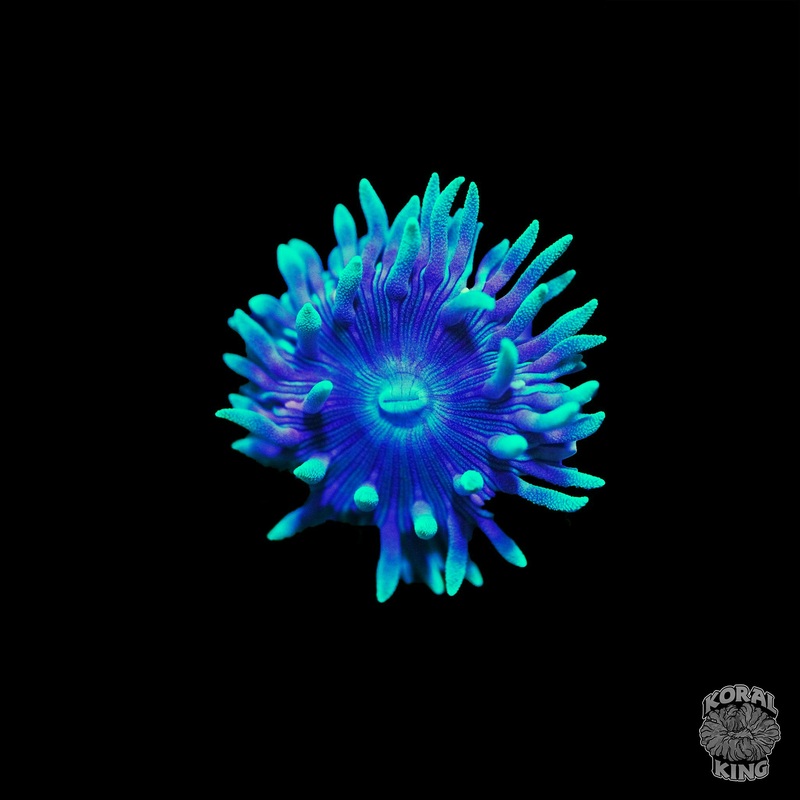 Green Tip Duncan Frag