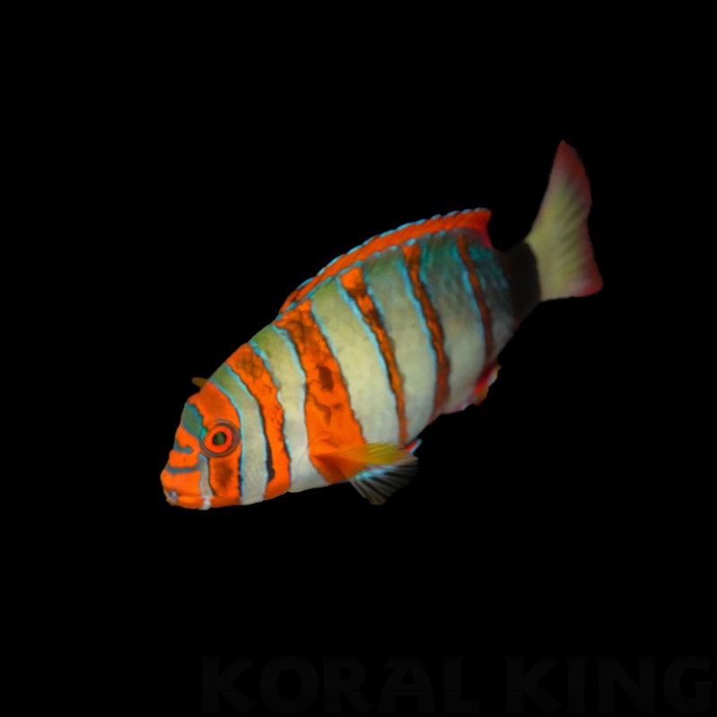 Harlequin Tusk