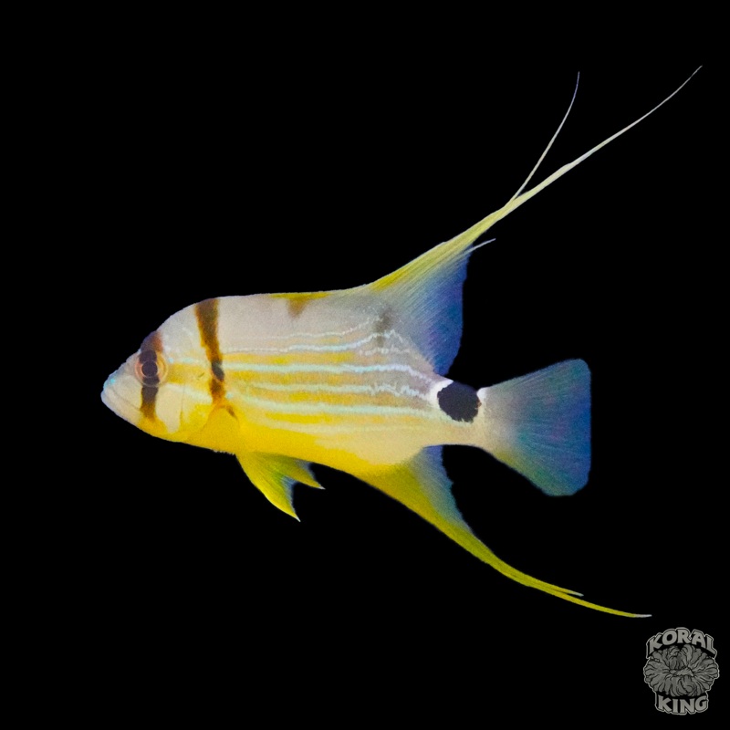 Hi-Fin Snapper