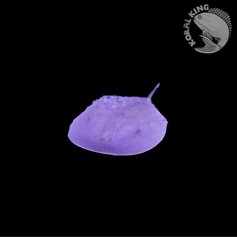 Horseshoe Crab