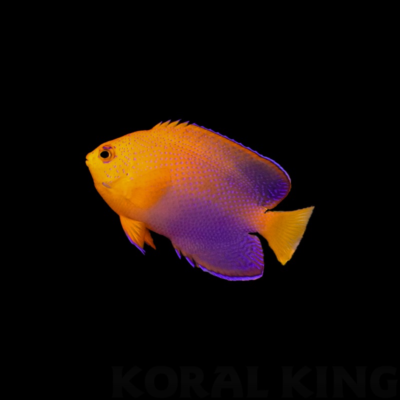 Interruptus Angelfish