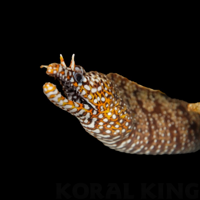 Japanese Dragon Eel