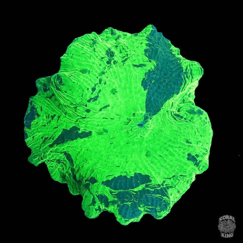 Kryptonite Mushroom
