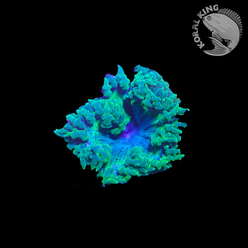 Kryptonite Rock Flower Anenome