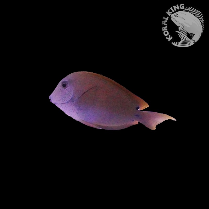 Lavender Tang