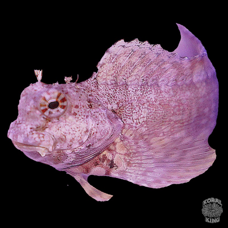 Lawnmower Blenny