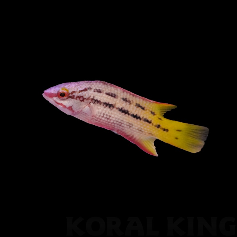 Mexican Hogfish