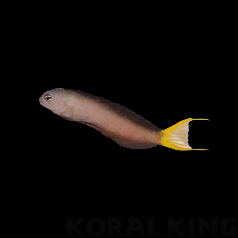 Mozambique Blenny