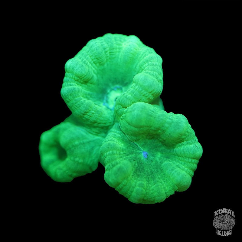 Neon Green Trumpet (Auction)