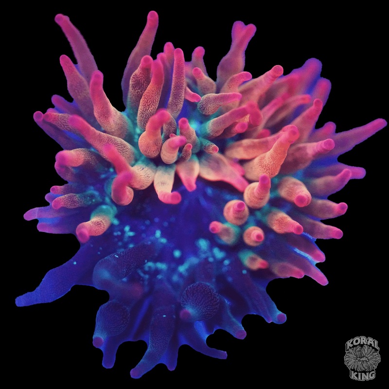 Nexus Bubble Tip Anemone (50/50 Split)