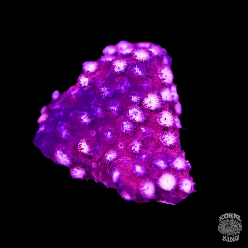Peppermint Cyphastrea