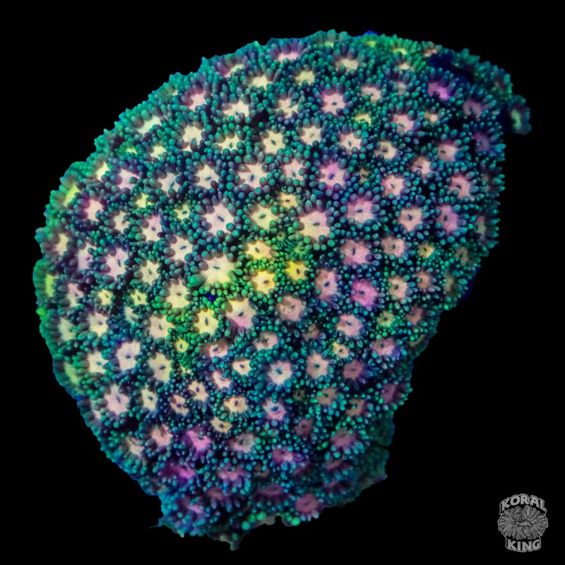 Pink Crater Rainbow Goni