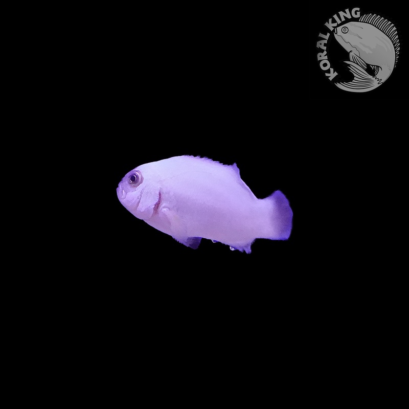 Platinum Picasso Clownfish