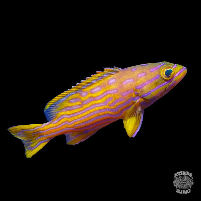 Polleni Harlequin Grouper