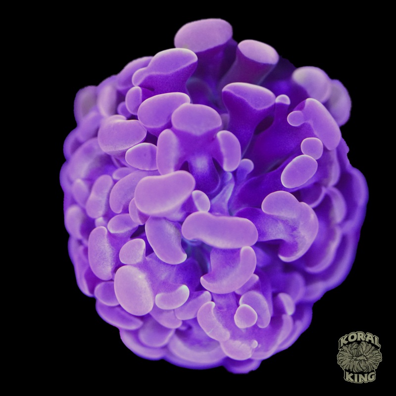 Purple Hammer