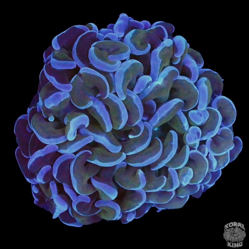 Purple Hammer Frag XL